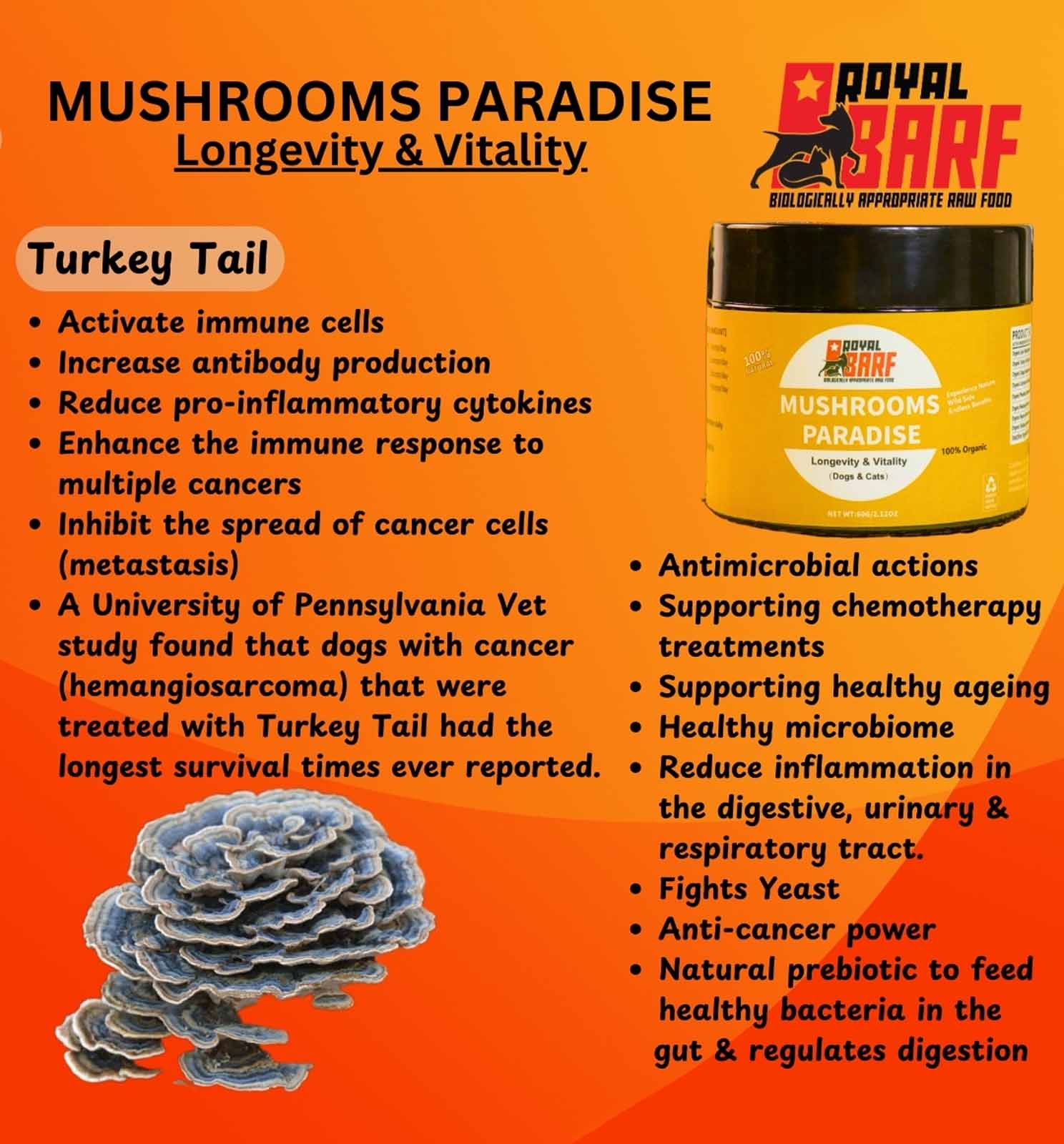 Mushrooms Paradise - Image 9